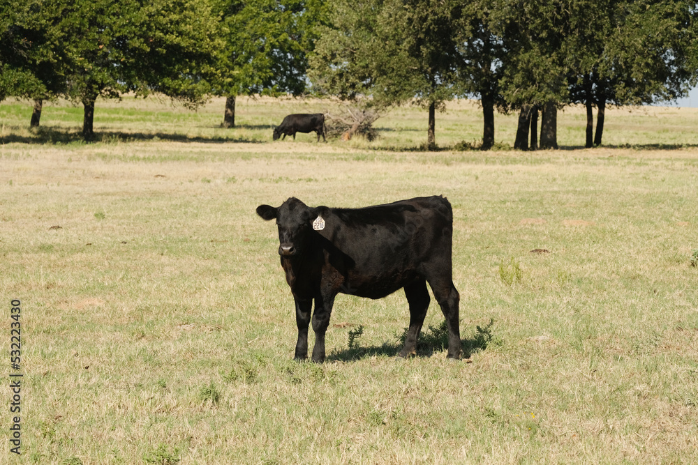 Fototapeta premium Black angus cow in Texas ranch pasture during summer looking at camera under sunshine.