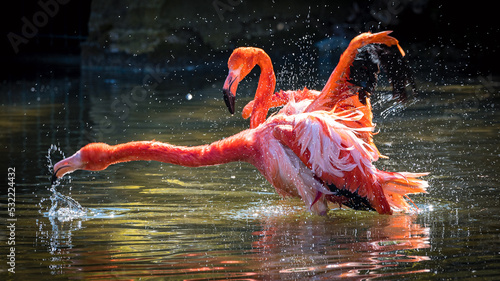 Fotografía Flamingos