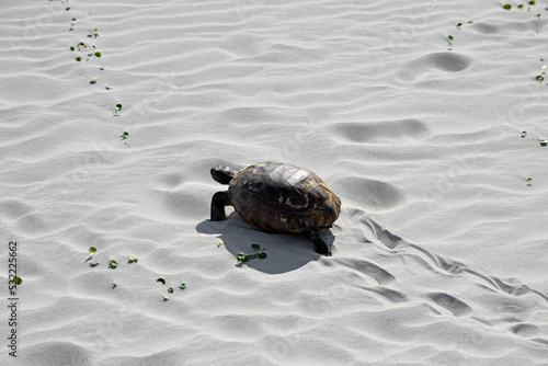 Fototapeta Naklejka Na Ścianę i Meble -  Gopher tortoise walking on white beach toward dune