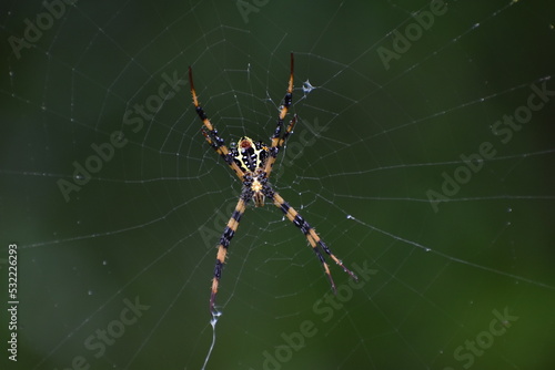 spider on web © manoj