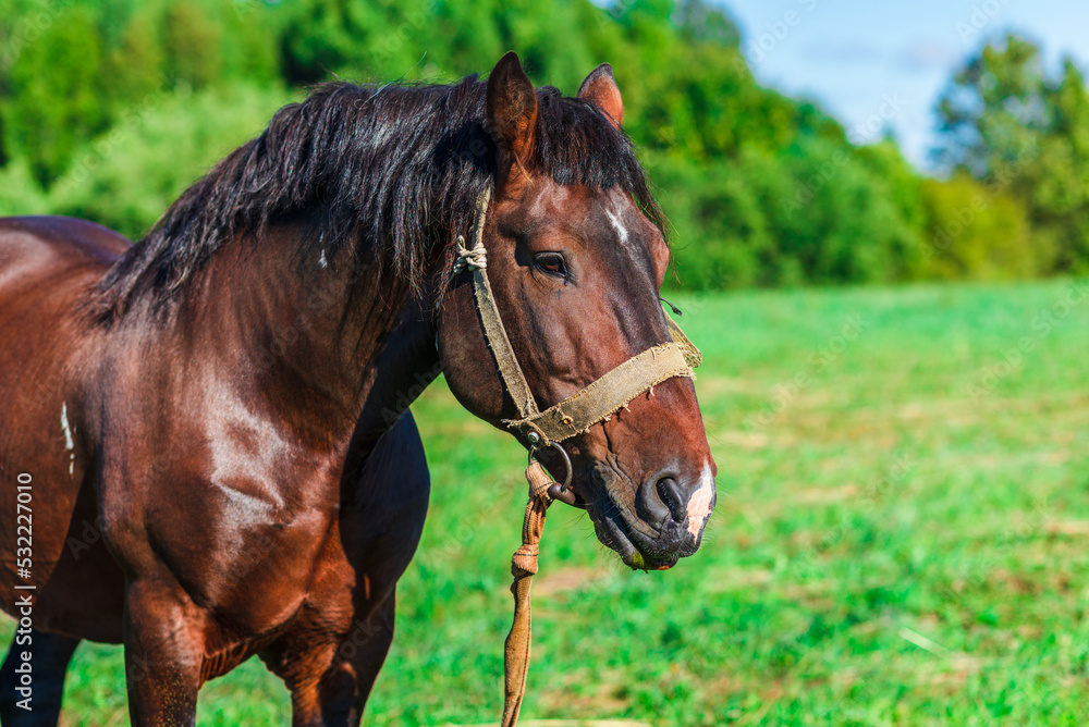 Brown Horse in a pasture of a farm. Chestnut Horse Standing Outdoor nature.Summer day. Brown Horse in a pasture of a farm. Chestnut Horse Standing Outdoor nature.Summer day.