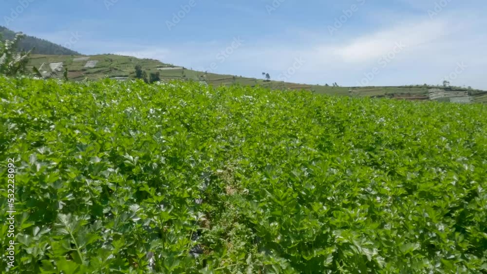 Fresh green leafy celery vegetable field growing with dense leaves ready to harvest Fresh green leafy celery vegetable field growing with dense leaves ready to harvest