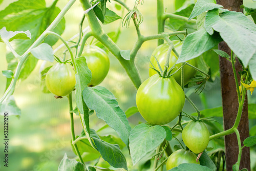 Green tomatoes ripening tomatoes in a greenhouse close up	