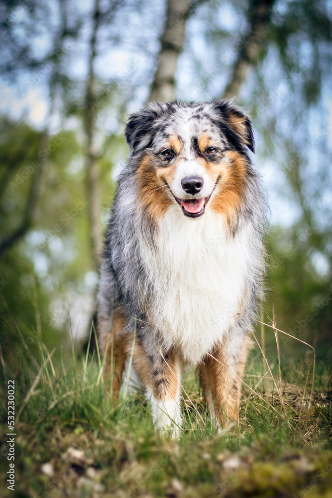 Miniature Australian Shepherd Miniature Australian Shepherd
