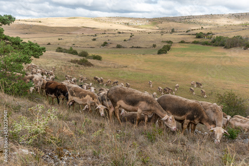 Herd of sheep in a large pasture on the causse mejean in the cevennes. photo