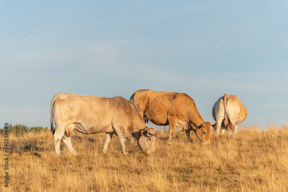 Fototapeta premium Aubrac cows in a dry pasture in summer.