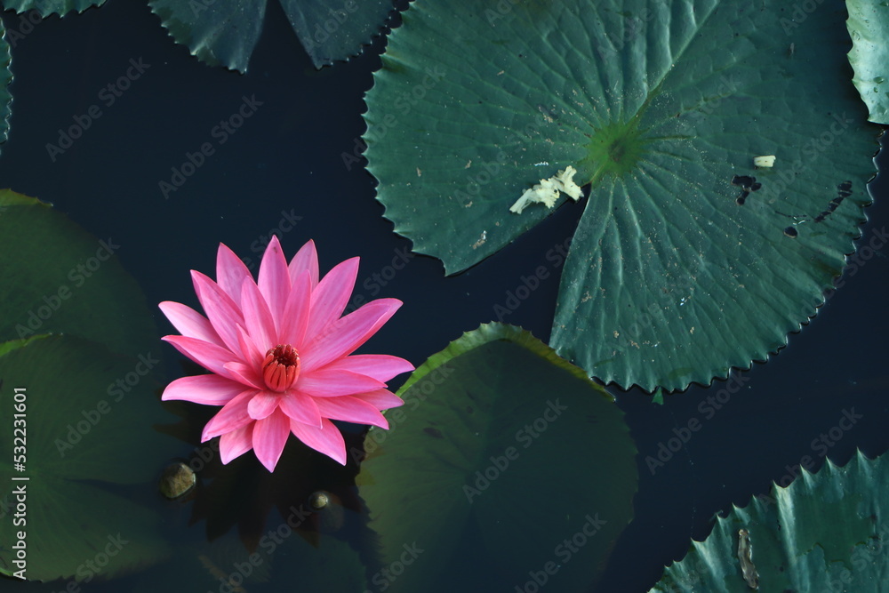 A beautiful pink waterlily or lotus flower in pond A beautiful pink waterlily or lotus flower in pond