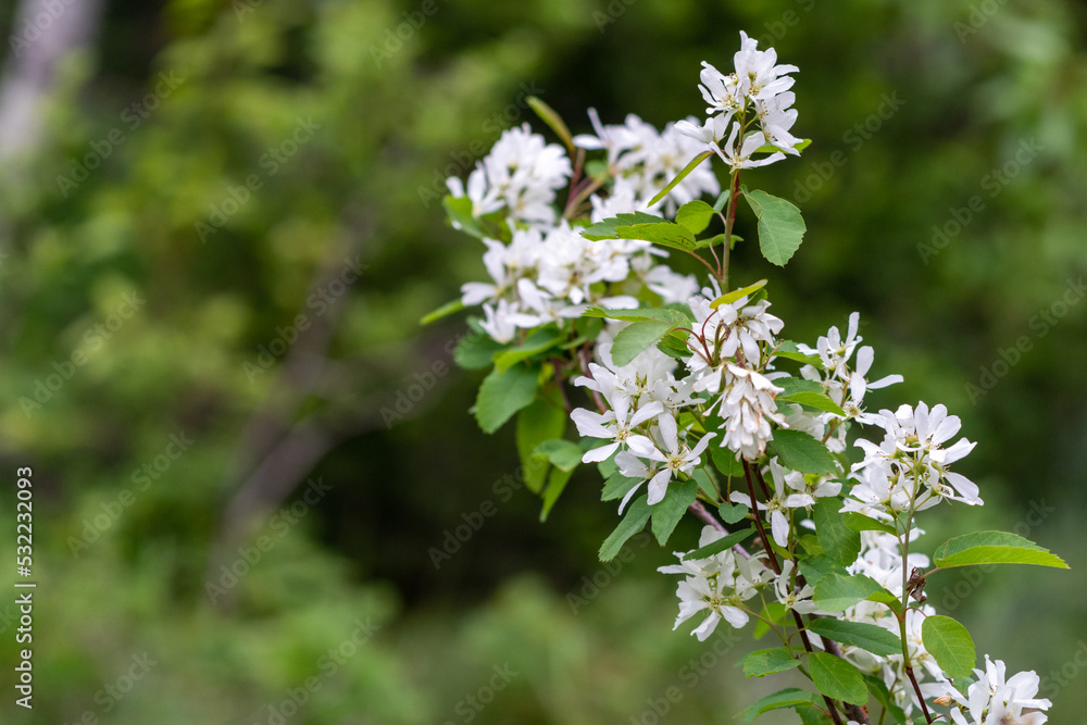 Close up, selective focus of Western Serviceberry, also known as sahdbushes, a white wildflower