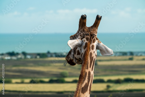 Giraffe looking out over the countryside to the sea