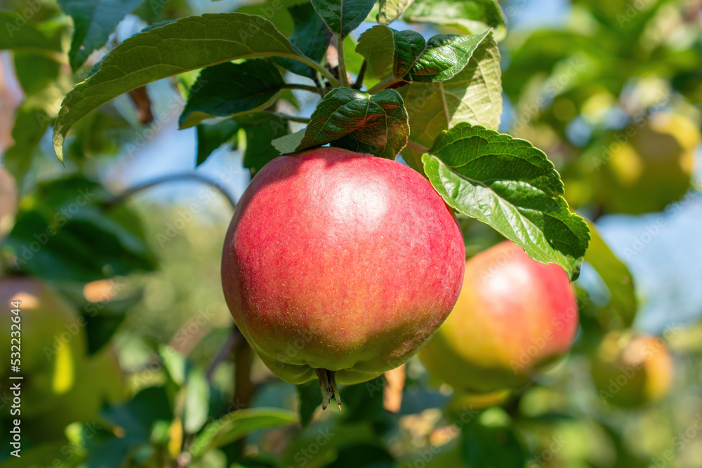 Ripe apples on a branch in orchard close up. Harvest season background