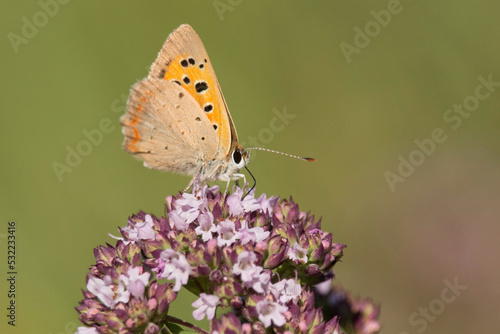Wallpaper Mural Feuerfalter mit geschlossenen Flügeln Torontodigital.ca