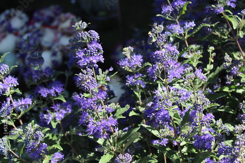 Bartblume
