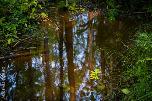 Fototapeta Naklejka Na Ścianę i Meble -  Arrowhead provincial park, Ontario, Canada - Trees and foliage reflection from the water of a marsh