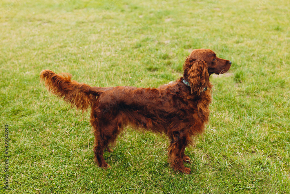 Beautiful happy Irish red Setter dog is lying in green grass on a beautiful summer day.