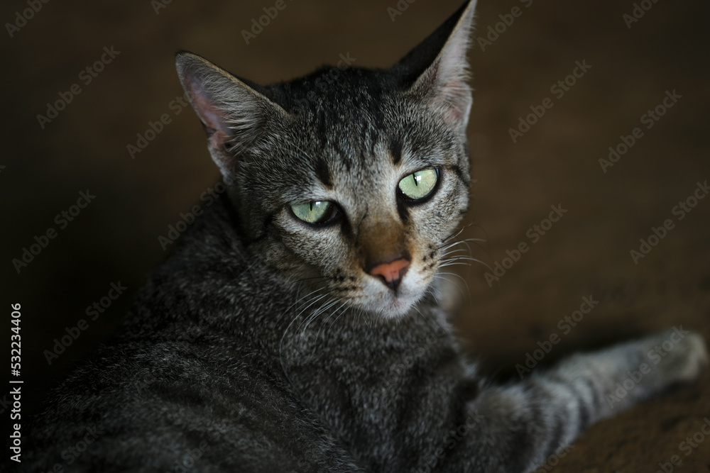 Indian cat closeup face image, Black and white Indian cat with Beautiful Yellow eyes side pose seating with relaxing mood, close up domestic Cat, blur background.