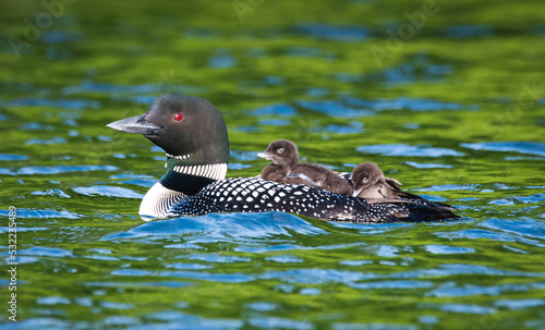 Foto Adult loon with two babies on its back swimming on lake in Canada