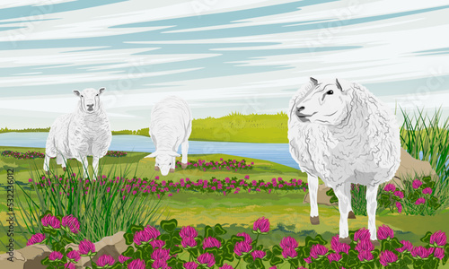 A herd of fluffy white sheep are grazing in a blooming summer meadow. Farming and farm animals. Realistic vector landscape