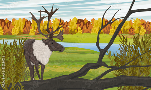 Caribou in the meadow. Autumn in the north. Realistic vector landscape