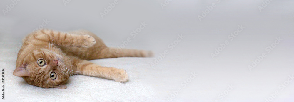 Portrait of Red Cat. Cute red cat Portrait of Red Cat. Cute red cat