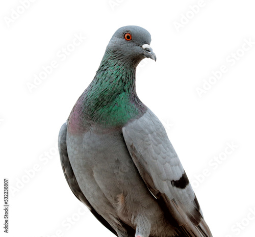 pigeon isolated