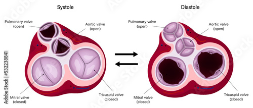Diagram of ventricular systole and ventricular diastole. Heart valves anatomy. photo