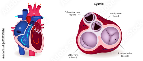 Diagram of blood flow by ventricular systole. Work photo
