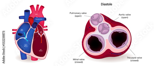 Diagram of blood flow by ventricular diastole. Work