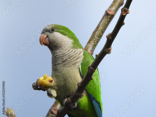 yellow and green parrot
