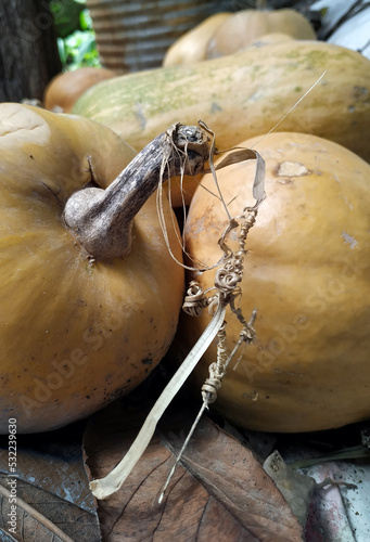 Cosecha de calabazas / zapallos. photo