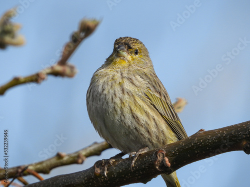 Pájaro pequeño color amarillo y gris sentado en una rama