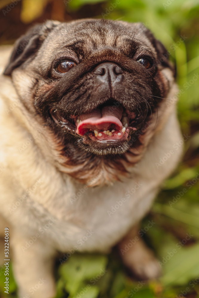 Obraz premium Pug dog with an open mouth and his tongue sticking out and sitting in the grass of the forest on a sunny day.