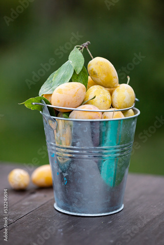 Harvest fresh yellow and red plums in summer. A plate of plums stands on a table in the garden. Healthy food concept.