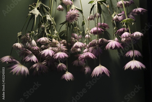 dried astrantia flowers. eternal bouquet