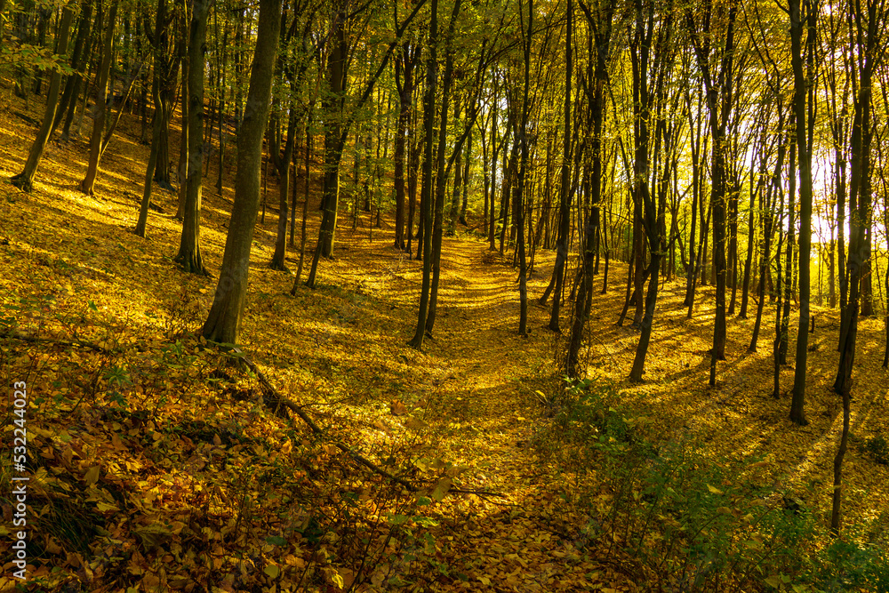 autumn forest in the morning autumn forest in the morning