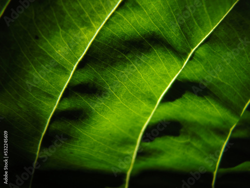 Zielony liść w promieniach słonecznych