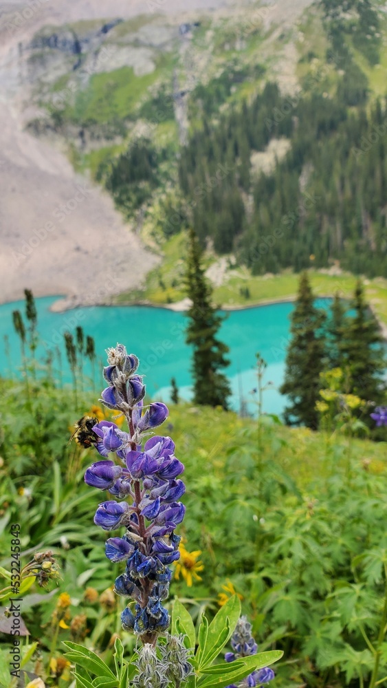 Obraz premium View of Lower Blue Lake surrounded by fields and mountains, Mount Sneffels Wilderness, Colorado, Colorado