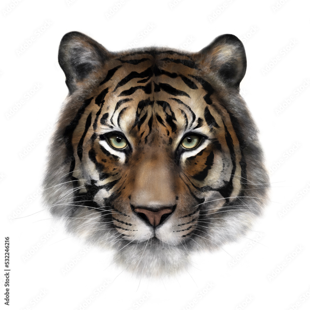 Obraz premium Portrait of a tiger with charcoal and pastel technique. (ACN 06)