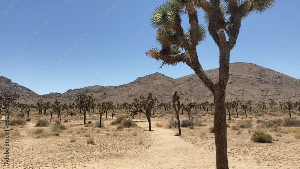 Walking along a desert hiking trail in Joshua Tree National Park on a clear, blue day in Spring - Joshua Tree, California, USA Walking along a desert hiking trail in Joshua Tree National Park on a clear, blue day in Spring - Joshua Tree, California, USA