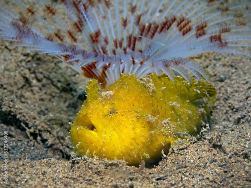 Hairy frogfish yellow variation, Gestreifter Anglerfisch gelb (Antennarius striatus) photo