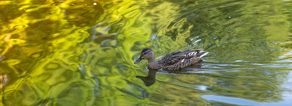 A duck or mallard swims in a pond in nature. Waterbird and wildlife. A duck or mallard swims in a pond in nature. Waterbird and wildlife.