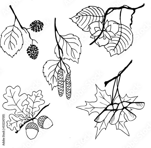 drawing of different branches of trees with leaves, isolated elements, decor