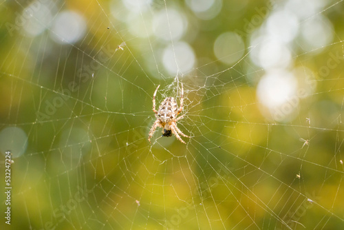 Spider and web. Spider web in the autumn forest. Beautiful web. selective focus