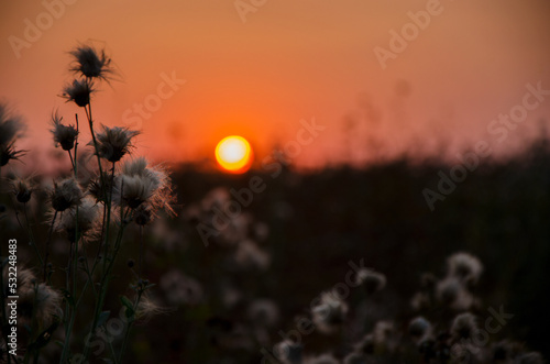 Dry grass blowballs on evening sunset background
