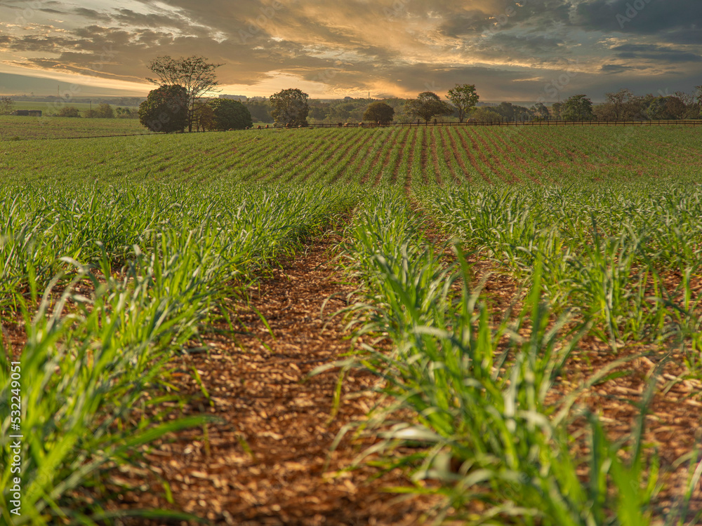 Obraz premium sugar cane plantation farm sunset usine in background