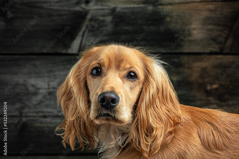 english cocker spanie on a dark background, place for text