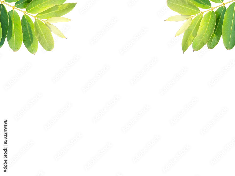 Leaf frame with falling light and shadow. Isolated on white background. Leaf frame with falling light and shadow. Isolated on white background.