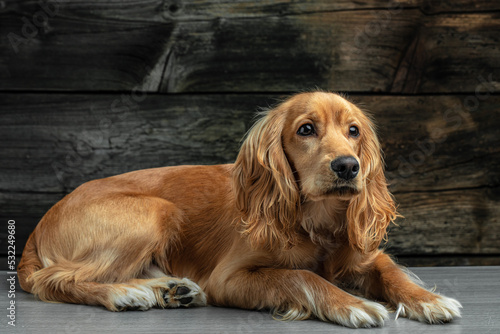 Fotografie English cocker spaniel lying on a dark background, place for text
