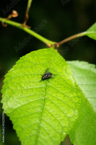 Close up fly