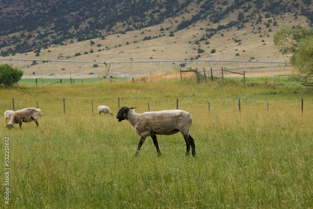 Fototapeta premium herd of sheep