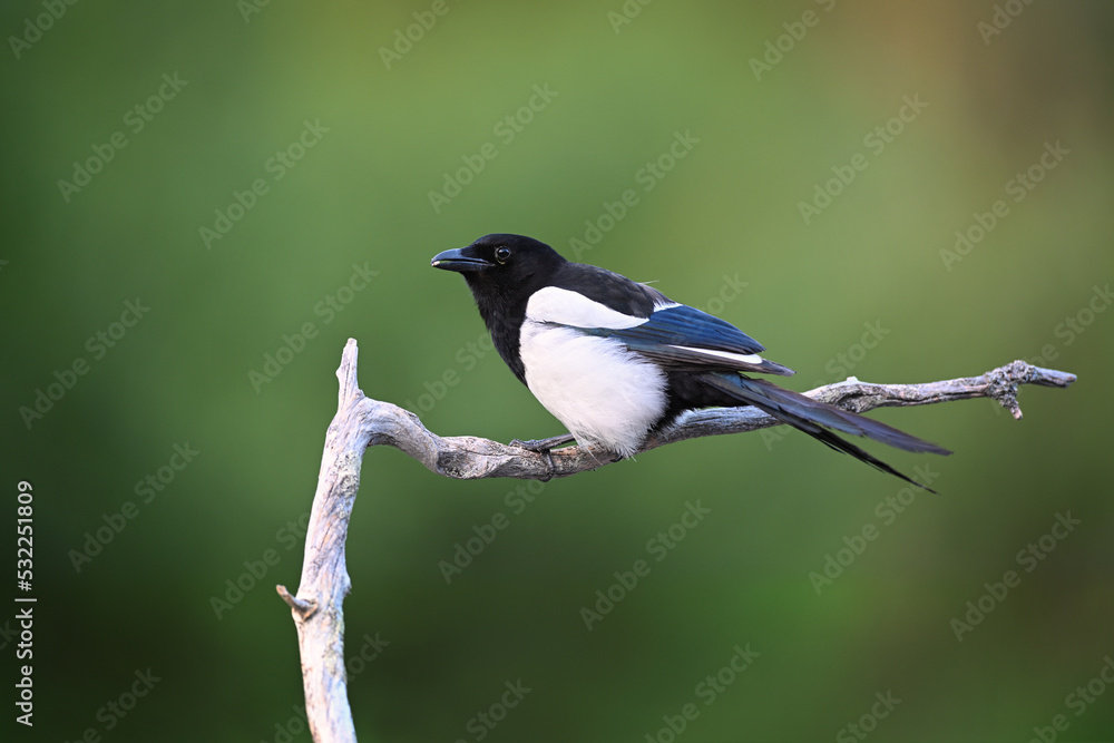 Fototapeta premium Colorful european magpie perched on an old dry branch on green background
